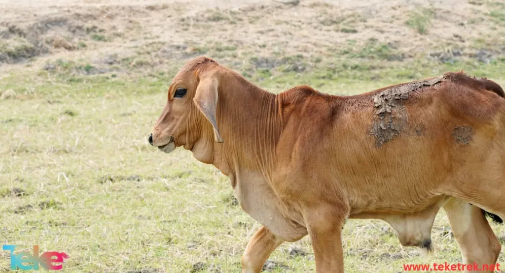 Skin Diseases in Cows