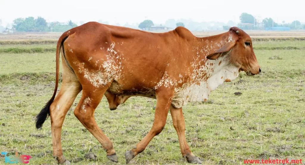 Skin Diseases in Cows