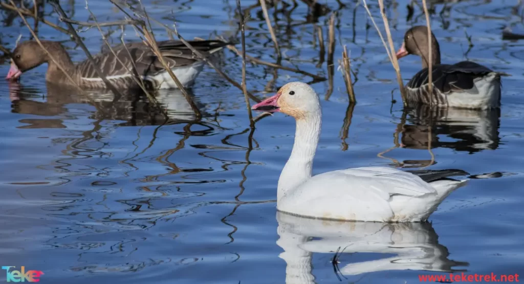 snow geese