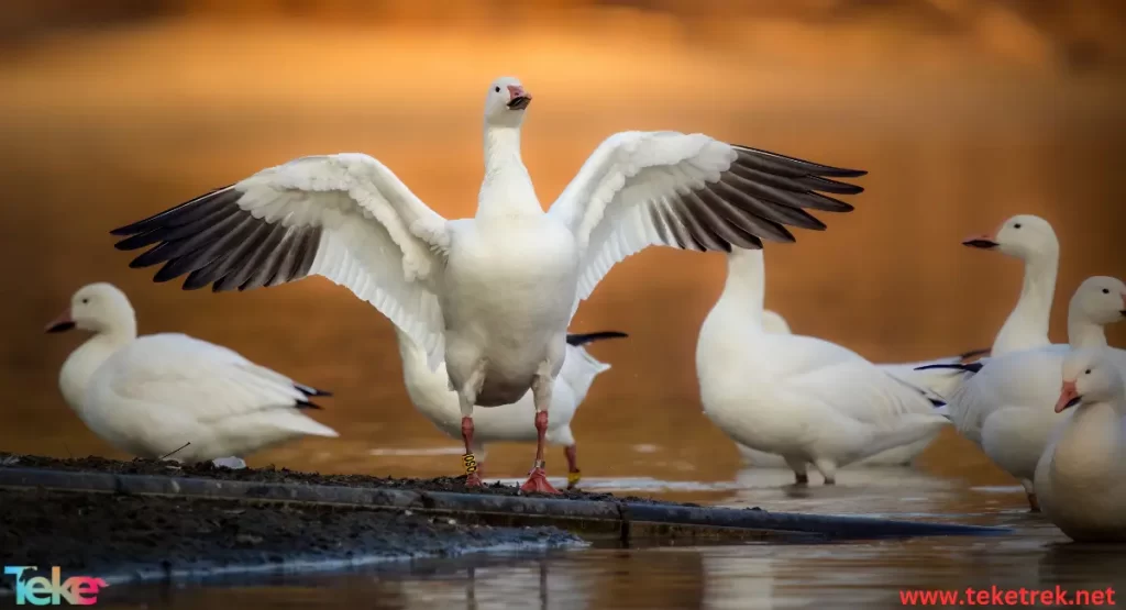 snow geese