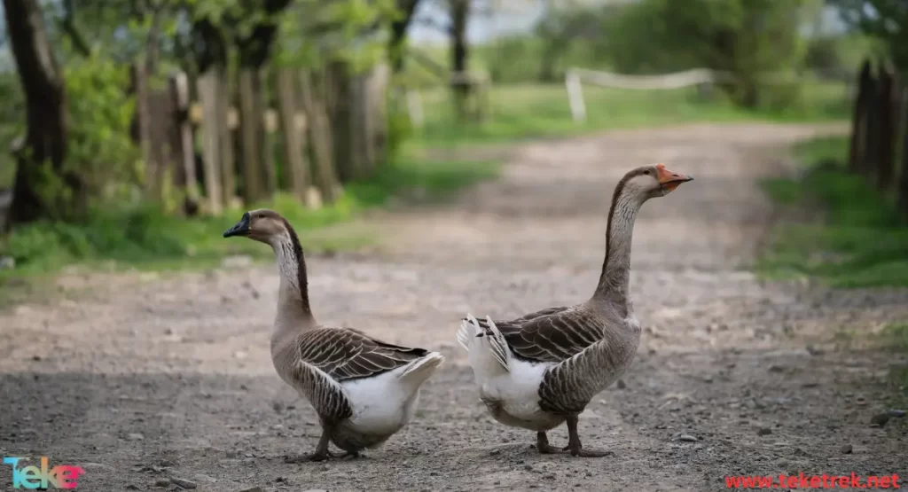 Nene geese