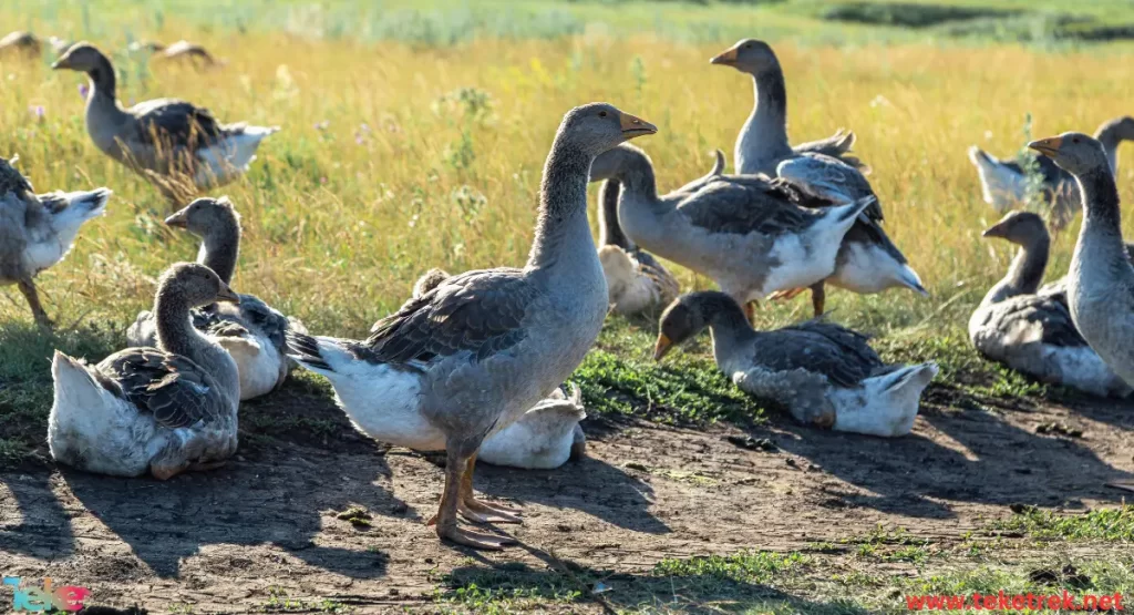 Nene geese