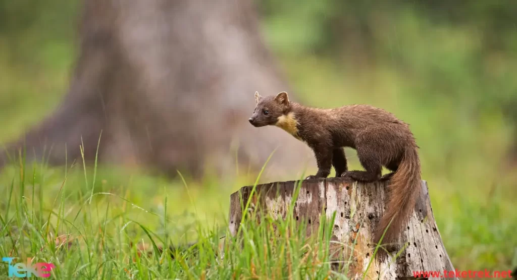 Colombian weasel