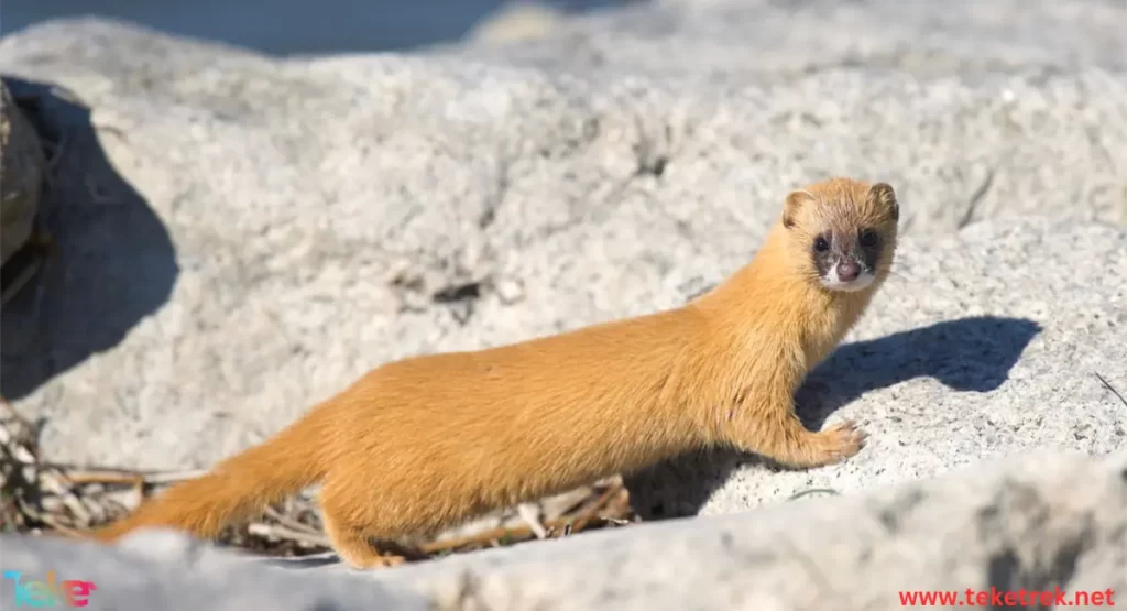 the Japanese weasel