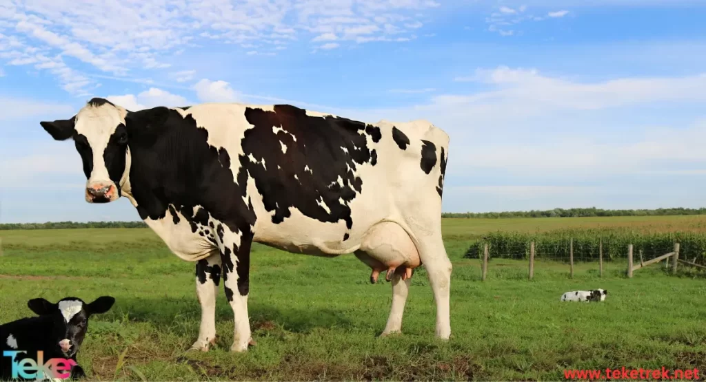 the most expensive cows in the world