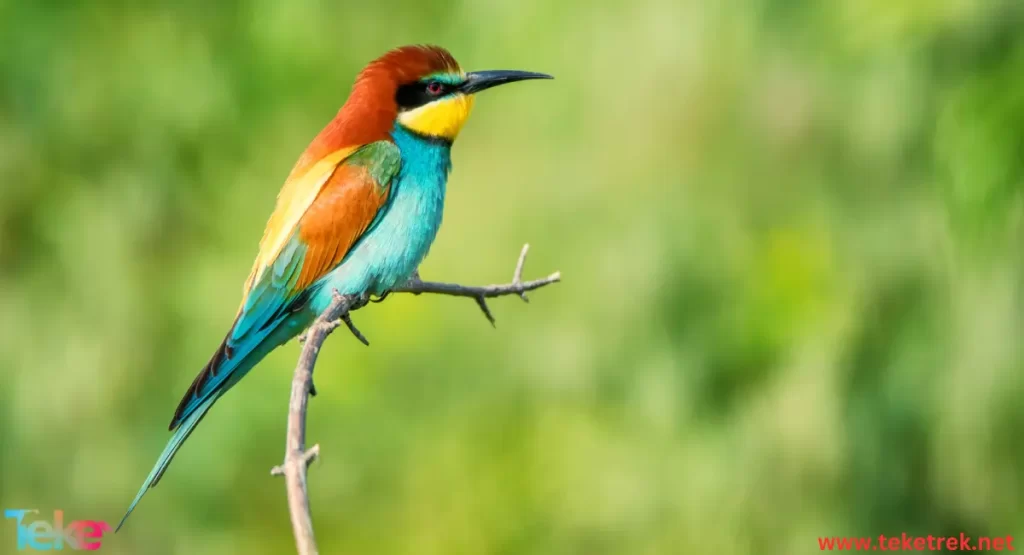 the 5 most expensive birds in the world for sale