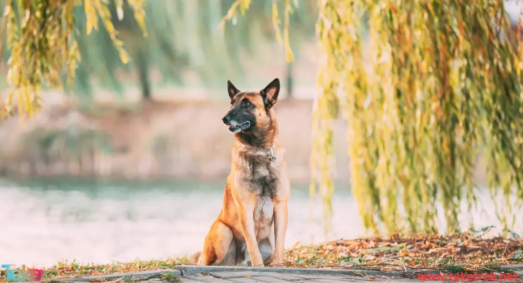 the best types of guard dogs in the world