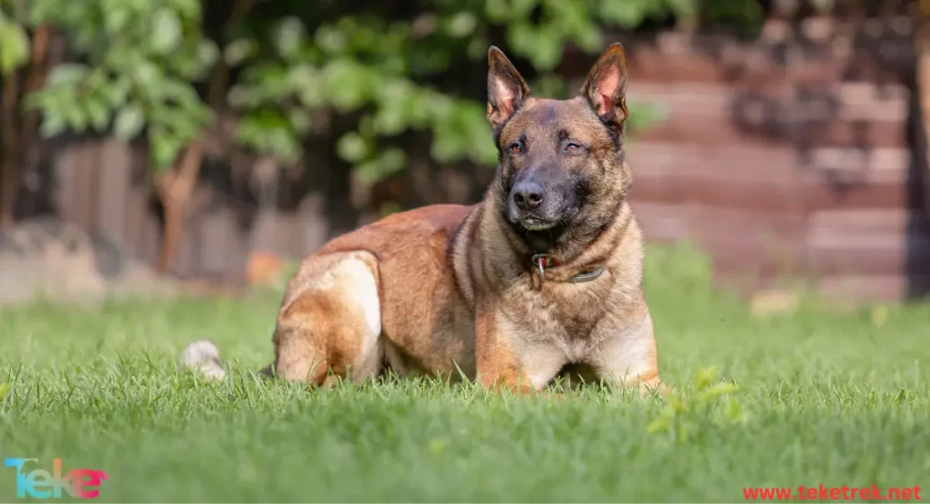 the best types of guard dogs in the world