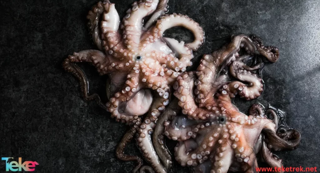 the Atlantic octopus