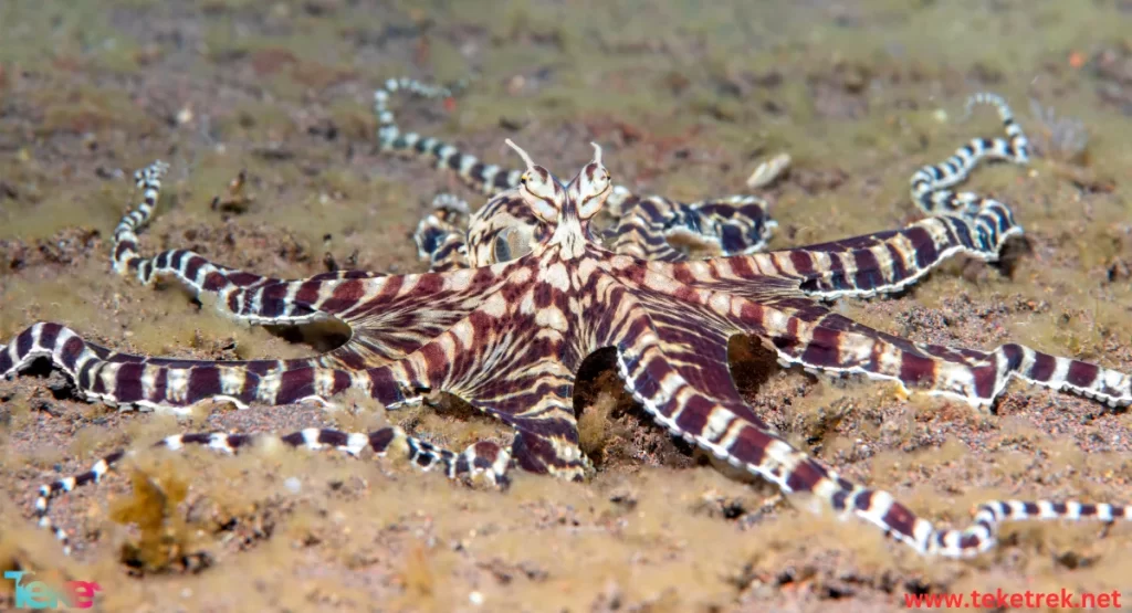 Mimic octopus