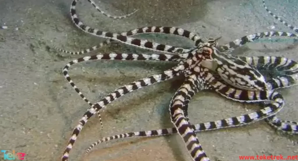 Mimic octopus