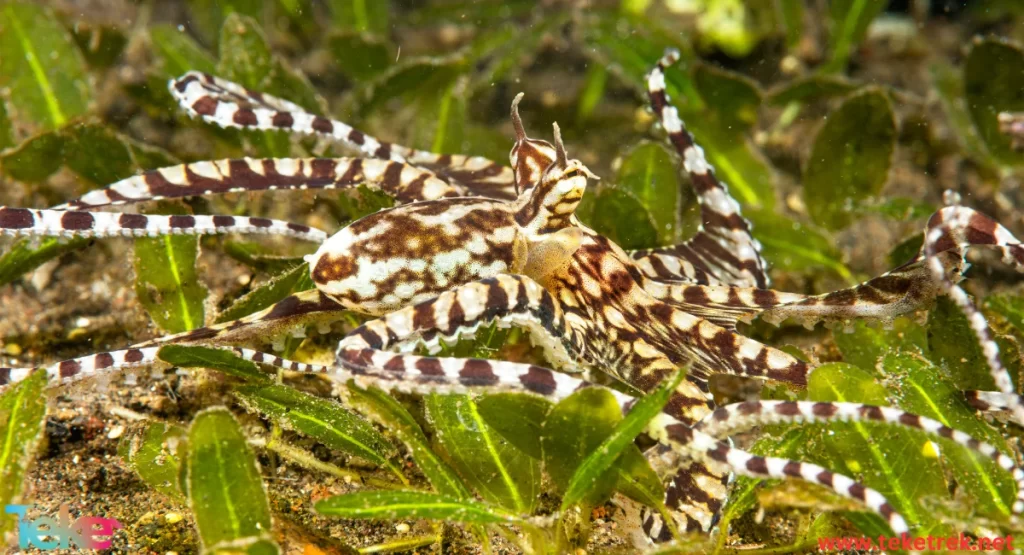 Mimic octopus