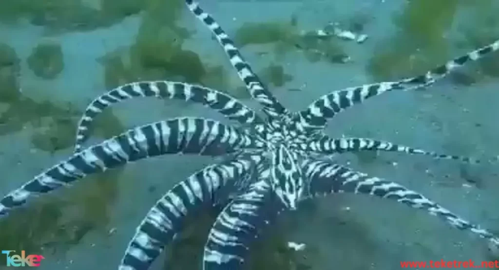 Mimic octopus