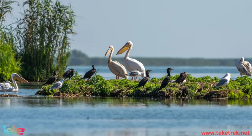 Dalmatian pelicans