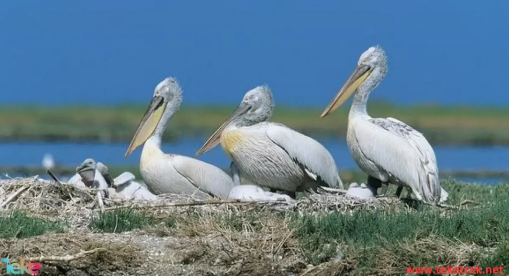 Dalmatian pelicans