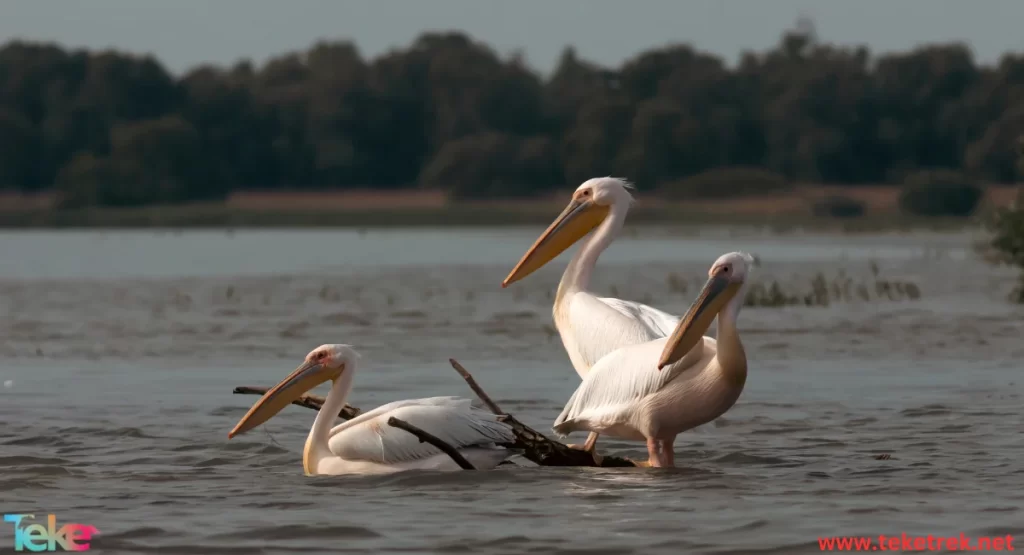 Dalmatian pelicans