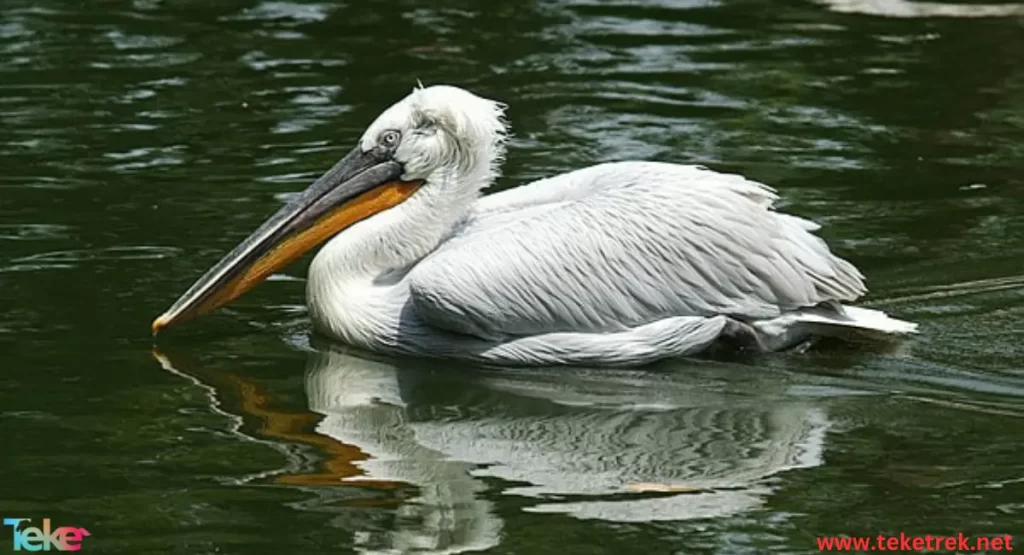 Dalmatian pelicans