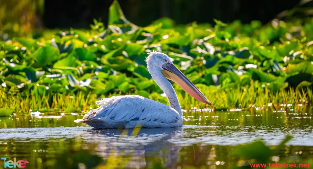 Spot-billed pelican