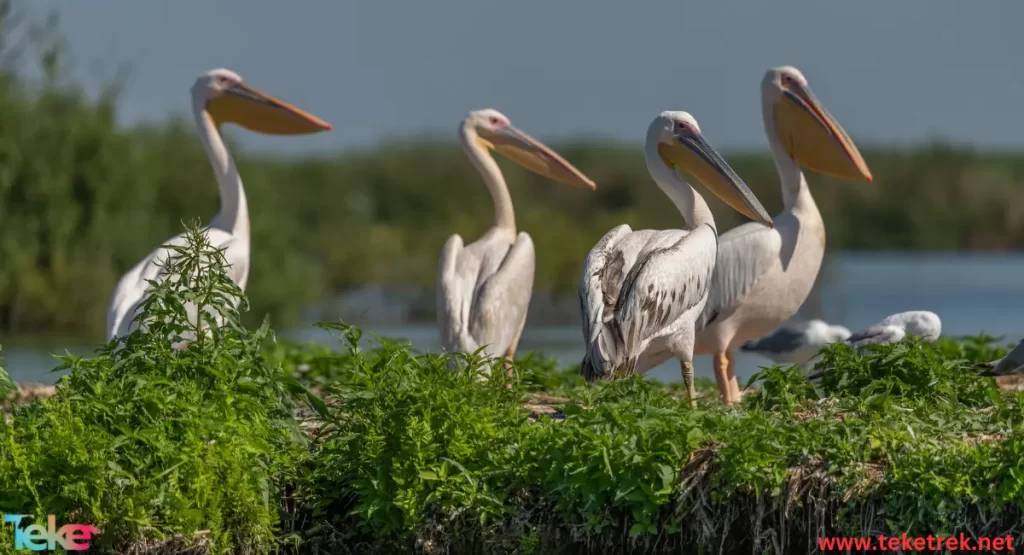 Spot-billed pelican