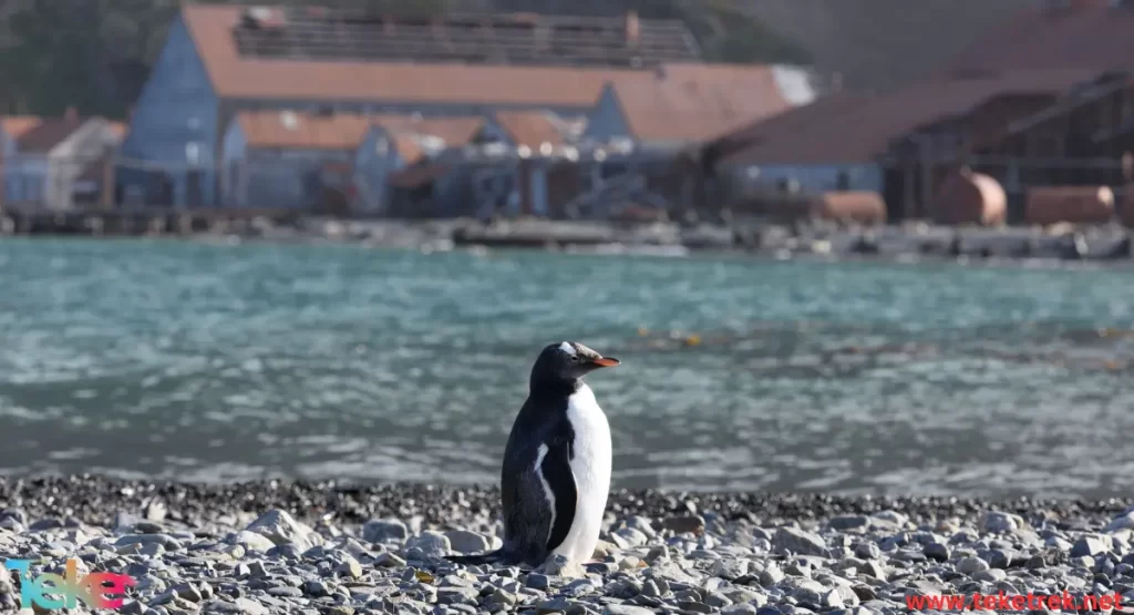 The  Adélie penguin