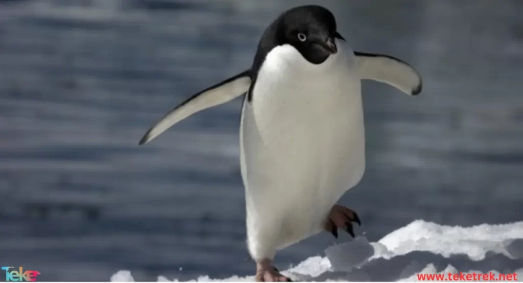 The  Adélie penguin