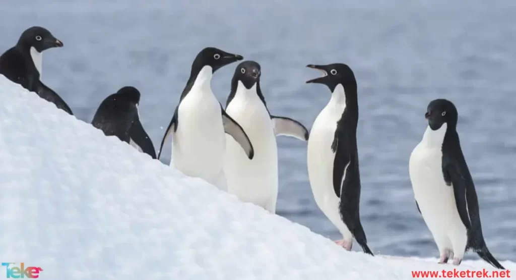 The  Adélie penguin