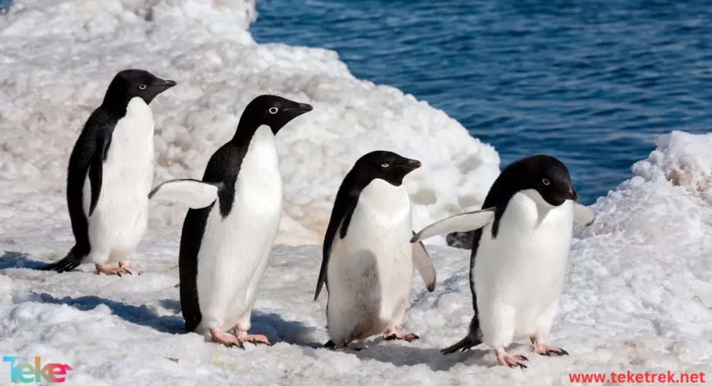 The  Adélie penguin