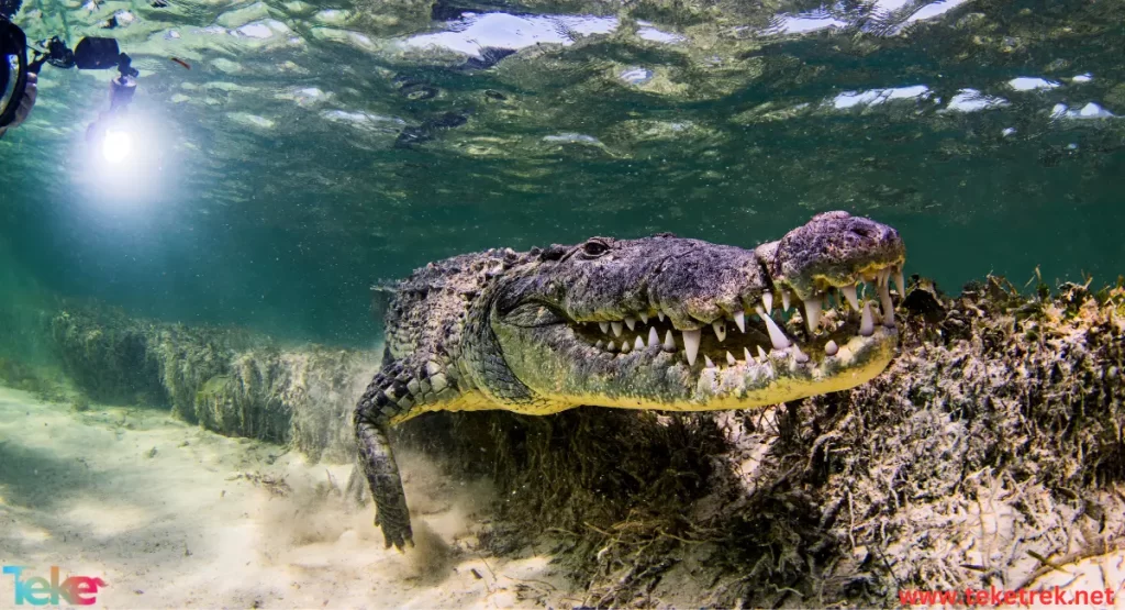 Cuban crocodile