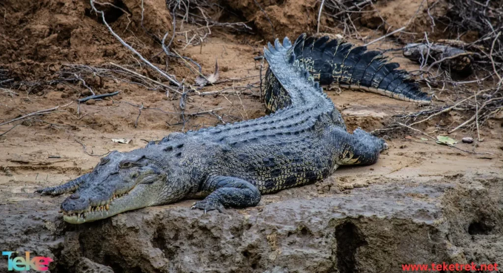 Cuban crocodile