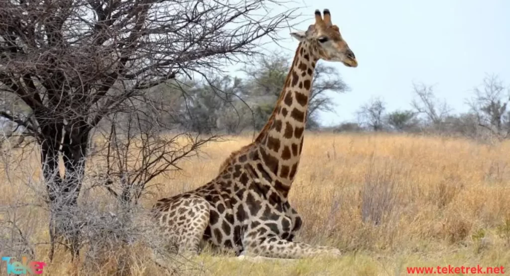 Angolan giraffe