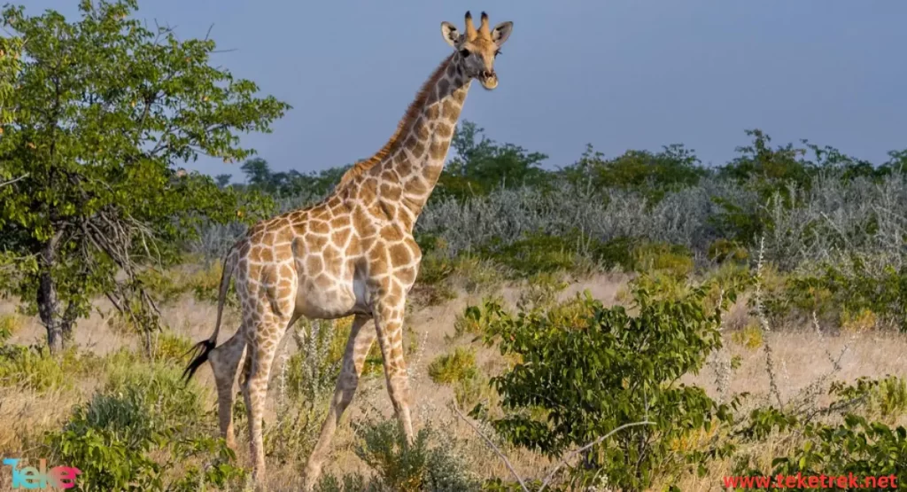 Angolan giraffe