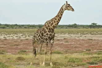 Angolan giraffe