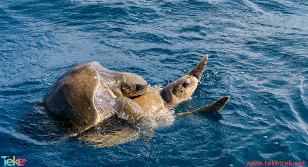 Green Sea Turtles