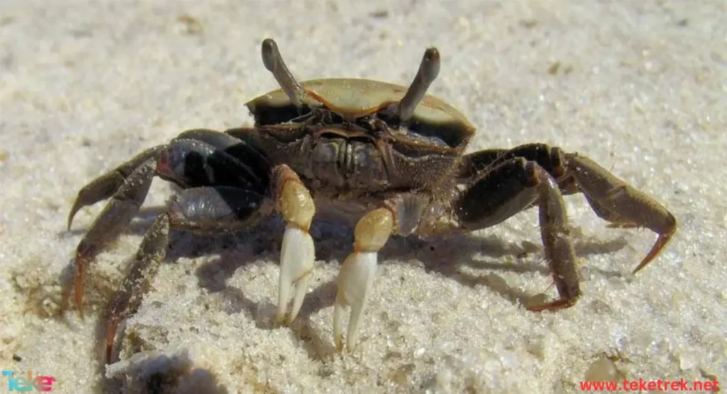 The fiddler crab