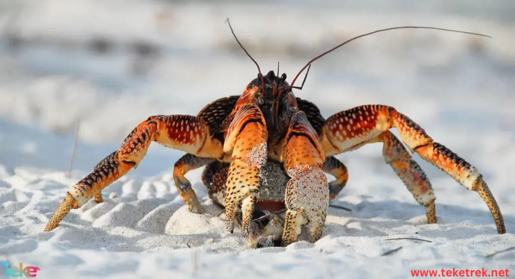 The fiddler crab