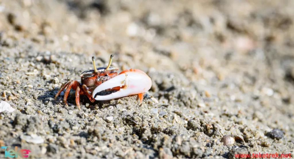 The fiddler crab