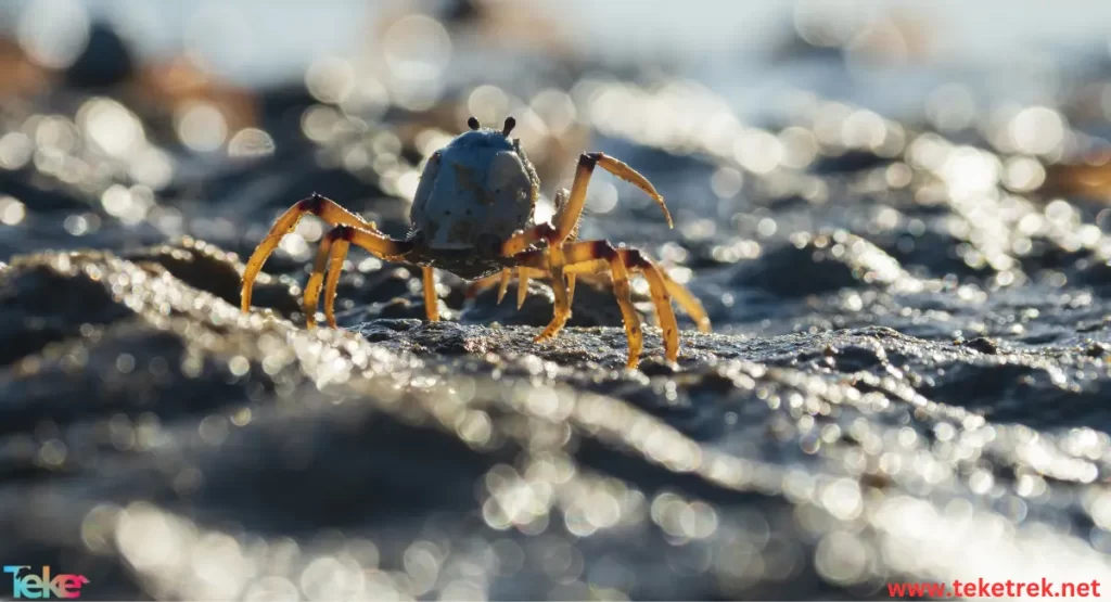 The fiddler crab