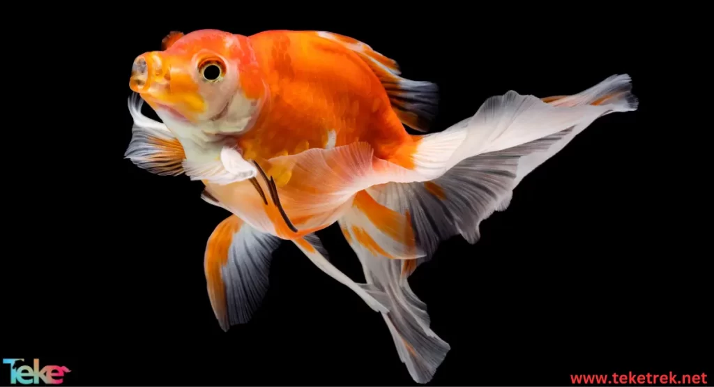 goldfish