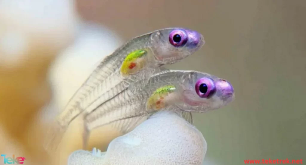 Transparent fish