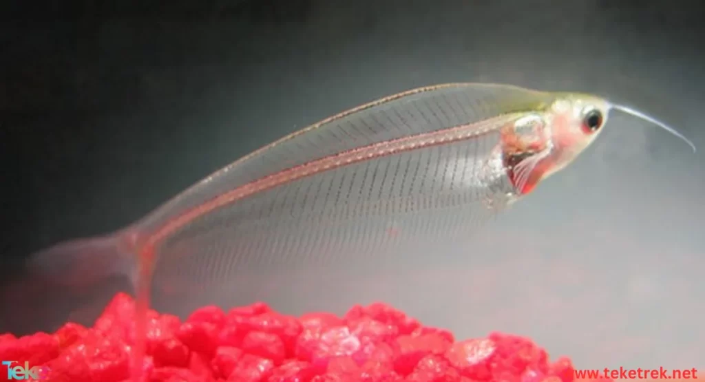 Transparent fish