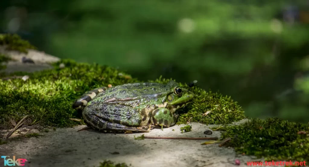 the mossy frog