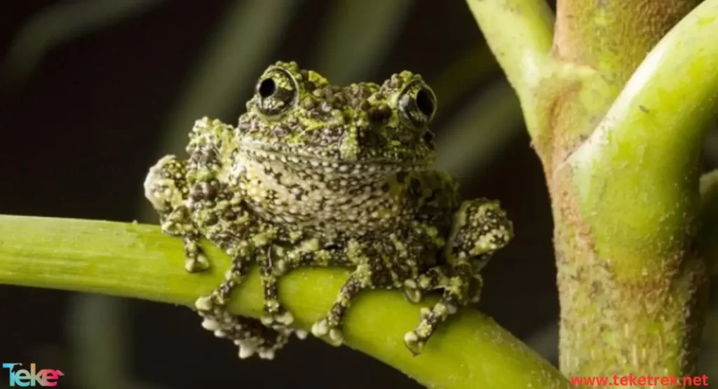 the mossy frog