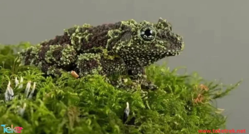 the mossy frog