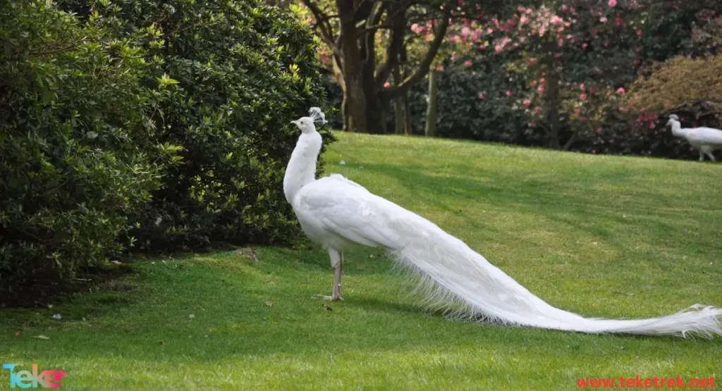 White peacock