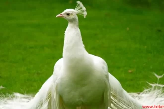 White peacock