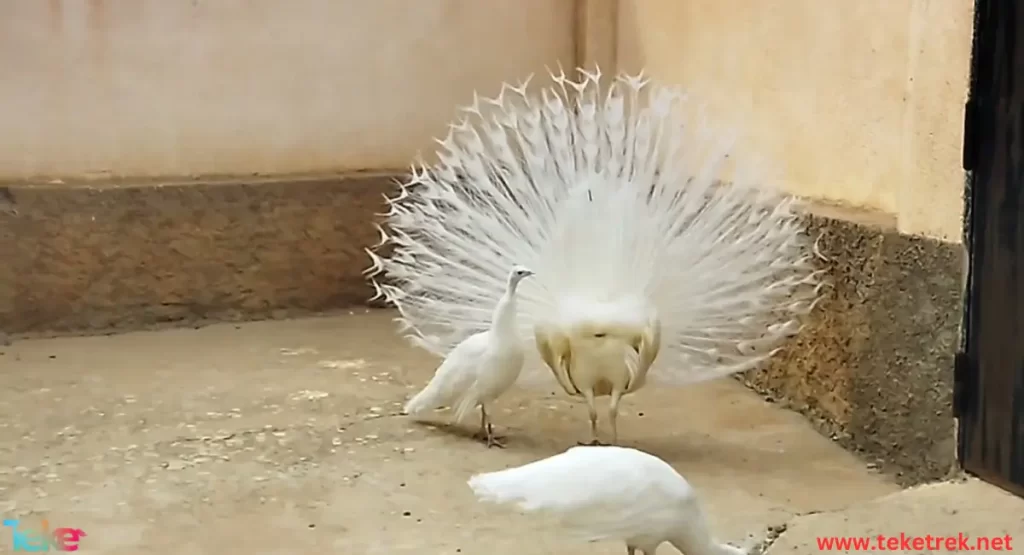 White peacock