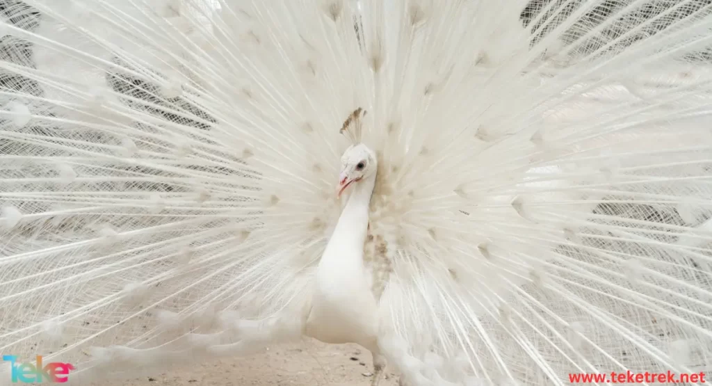 White peacock