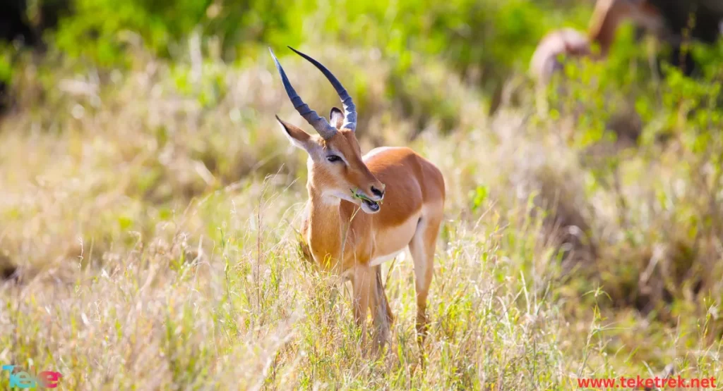 Red gazelle