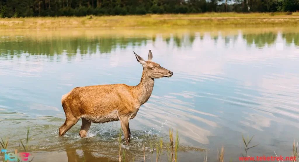 Water deer