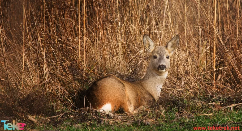 Water deer